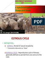 Estrous Synchronization in Sheep and Goat