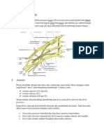 Plexus BrachialisPlexus Brachialis