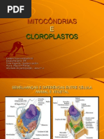 Mitocondrias Slide 101121153559 Phpapp01