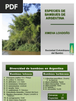 Especies de Bambú en Argentina