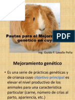 Mejoramiento Genetico en Cuyes