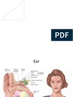 Mechanism of Hearing