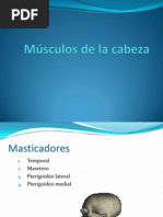 Musculos de La Cabeza Rouviere Heldy Vasquez