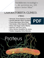 Bacteria Proteus