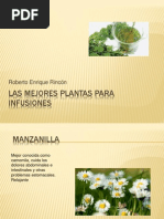 Las Mejores Plantas para Infusiones