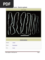 Beef Tapeworm - Taenia Saginata