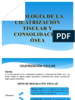 Expo... Fisiologia Cicatrizacion