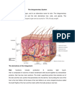 The Integumentary System