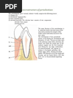 Anatomy and Microstructure of Periodontium