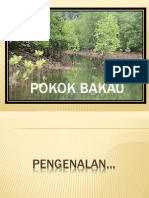 Pokok Bakau3