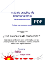 Trabajo Practico de Anatomia VIAS de CONDUCCION