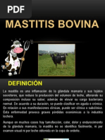 Mastitis Bovina