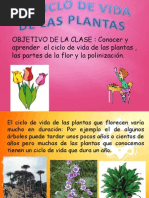 Ciclo de Vida de Una Planta-Biologia, KarinaV 8a