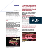 Anatomía y Fisiología de La Reproducción Bovina