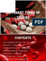 Different Types of Tissues