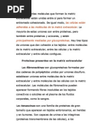 Las Distintas Moléculas Que Forman La Matriz Extracelular Están Unidas Entre Sí para Formar Un Entramado Cohesionado