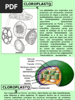 Cloroplasto S: Amiloplastos Reservan Almidón y Cromoplastos