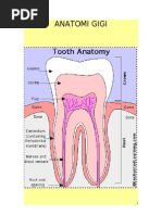 Anatomi Gigi