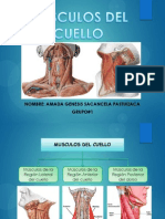 1.musculos Del Cuello