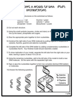 DNA Model (Cut-Out Sheet)