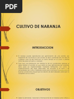 Cultivo de Naranja