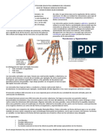 Guia Muscular