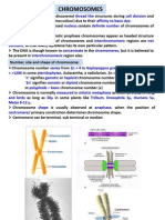 1 Chromosomes