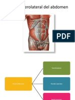 Anatomia de Abdomen