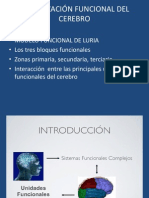 Organización Funcional Del Cerebro