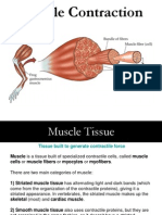 Contractia Musculara