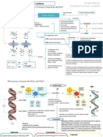 Mapa Conceptual1 Acidos Nucleicos