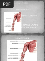 Miembro Superior 2 - Anatomia Humana