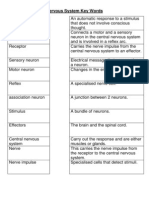 Nervous System Key Words Worksheet