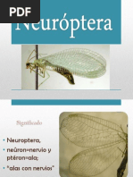 Neuroptera