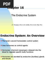 Chapter 16 - The Endocrine System