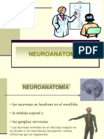 Esquema Neuroanatomia