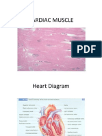 Cardiac Muscle