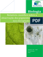 Relatório Científico Sobre A Observação Dos Pigmentos Existentes Nos Cloroplastos