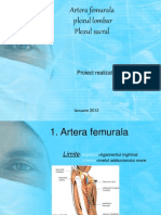 Artera Femurala Plexul Lombar Plexul Sacrat