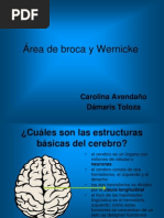 Área de Broca y Wernicke