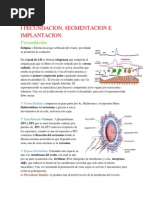 Resumen Embrio 1er Certamen PDF