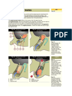 Descent of The Testes: of The Peritoneum Arises, The Vaginal Process, On Which The Testes Will Slide Through