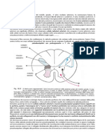 Neuroanatomia Per Idioti