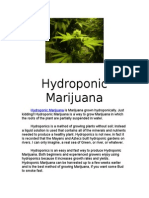 Hydroponic Marijuana