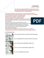Cell Division Lab