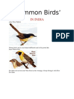 Common Birds': in India