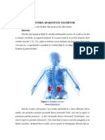 Anatomia Aparatului Excretor Alex