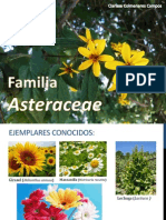 Familia Asteraceae Expo