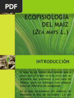 Ecofisiologia Del Maiz