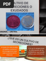 Cultivo de Secreciones o Exudados